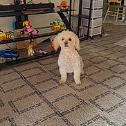 Lucas is registered to the contest to win money with this photo: carpet, chair, cute, decor, dog, electronics, figurine, floor, furniture, indoor, living_room, pet, plastic_drawer, room, seated, shelf, small_dog, television, toy, wooden_chair