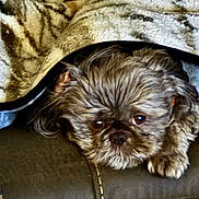 Tucker is registered to the contest to win money with this photo: dog, pet, blanket, fur, cozy, resting, indoors, cushion, small_dog, cute, animal, comfort, sleepy, brown_fur, face, paw, closeup, furry, relaxing, home