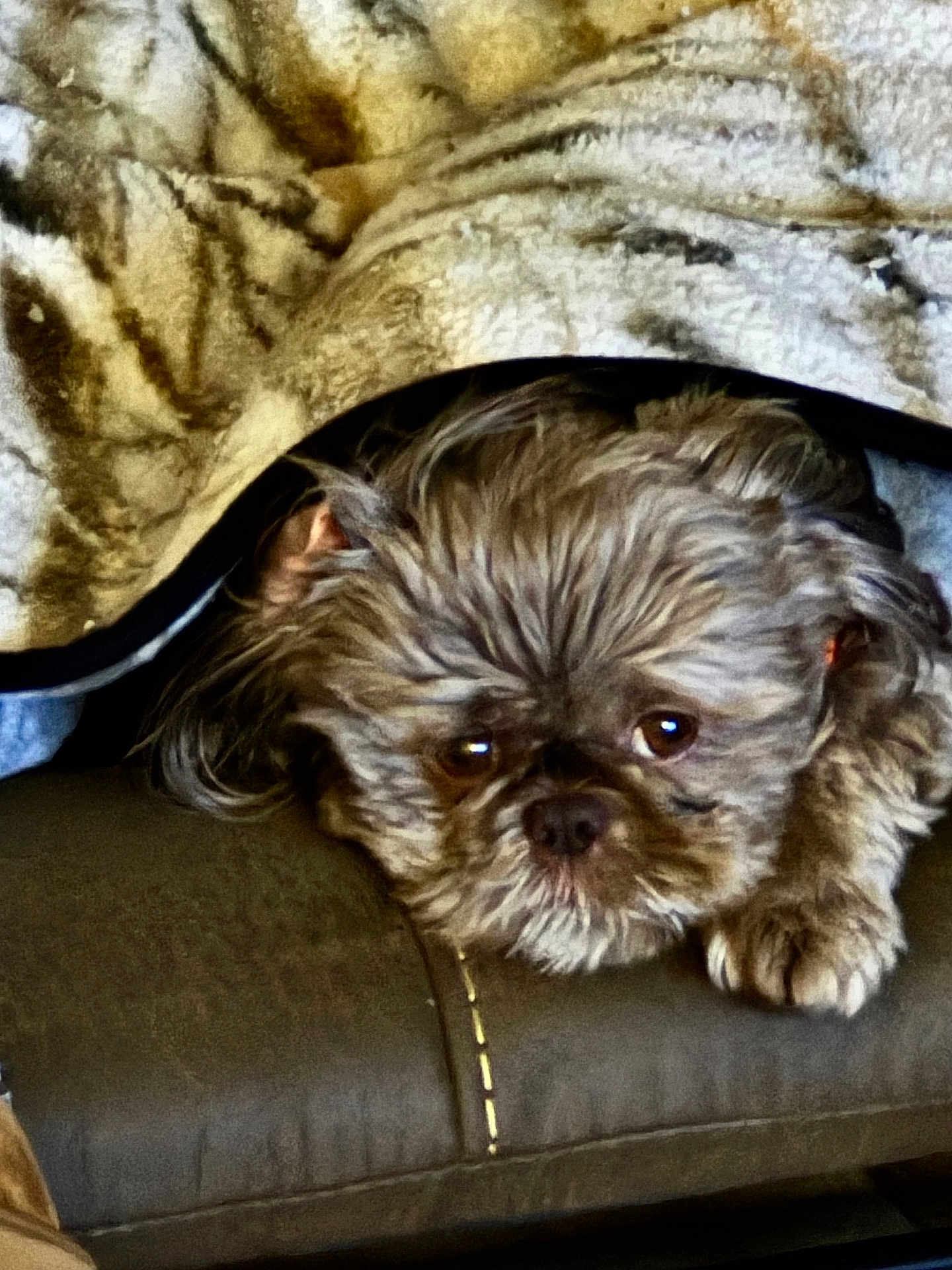 Tucker is registered to the contest to win money with this photo: dog, pet, blanket, fur, cozy, resting, indoors, cushion, small_dog, cute, animal, comfort, sleepy, brown_fur, face, paw, closeup, furry, relaxing, home