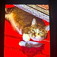 Fluffy joined the competition — help win amazing prizes! cat, tabby_cat, pet, feline, animal, green_eyes, whiskers, ears, paws, striped_fur, lying_down, relaxed, indoor, blanket, red_background, phone_screen, photograph, gallery_interface, close_up, portrait