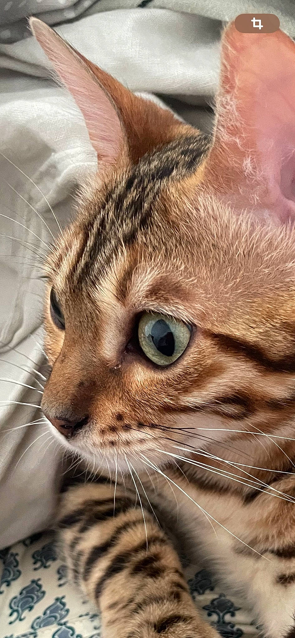 Urka a rejoint le concours — aidez-le/la à gagner de superbes lots ! carnivore, cat, comfort, domestic_short_haired_cat, ear, eye, eyelash, fawn, felidae, fur, grass, hair, head, iris, small_to_medium_sized_cats, snout, terrestrial_animal, whiskers, wildlife