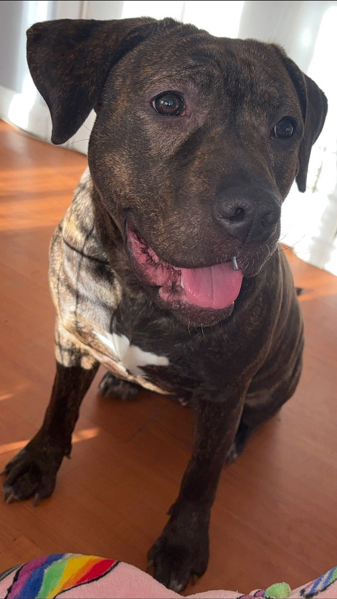 Nova is registered to the contest to win money with this photo: borador, carnivore, collar, companion_dog, dog, dog_breed, dog_collar, fawn, fur, guard_dog, hardwood, liver, molosser, non_sporting_group, pet_supply, snout, terrestrial_animal, whiskers, working_animal, working_dog