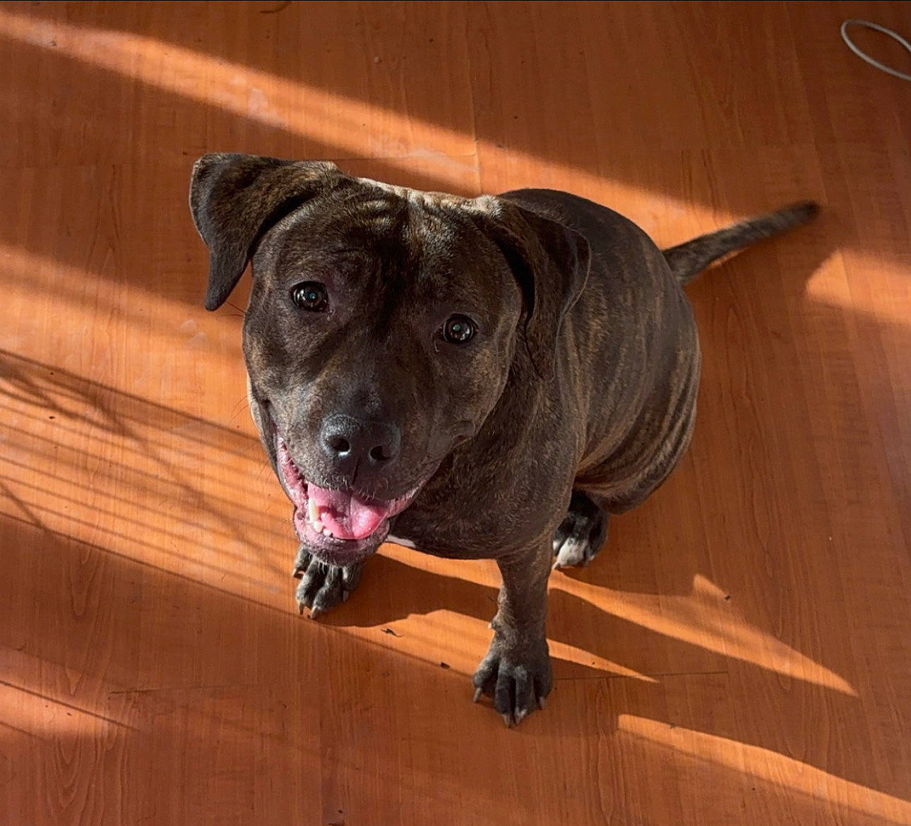 Nova is registered to the contest to win money with this photo: borador, canidae, carnivore, companion_dog, dog, dog_breed, fawn, flooring, guard_dog, hardwood, plank, snout, sporting_group, tail, terrestrial_animal, varnish, wood, wood_flooring, wood_stain, working_animal