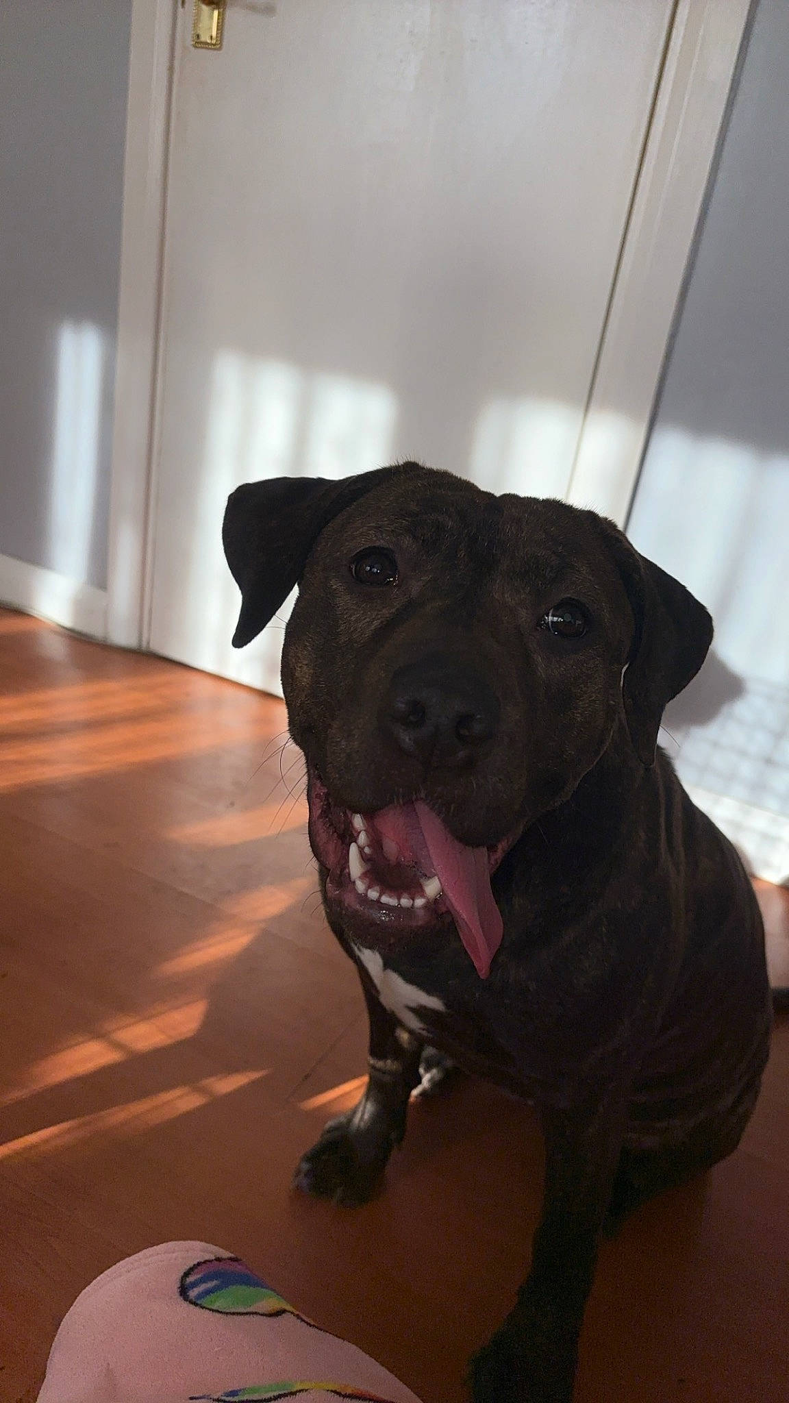 Nova joined the competition — help win amazing prizes! borador, canidae, carnivore, collar, companion_dog, dog, dog_breed, dog_collar, dog_supply, fawn, flooring, fur, guard_dog, leash, pet_supply, snout, sporting_group, whiskers, wood, working_animal