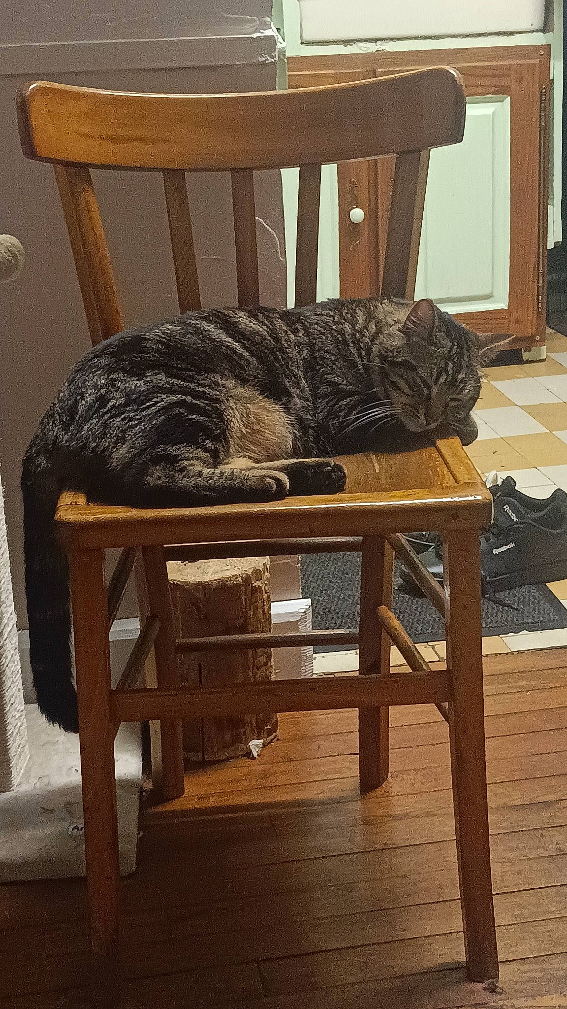 Boo a rejoint le concours — aidez-le/la à gagner de superbes lots ! carnivore, cat, cat_supply, comfort, felidae, flooring, fur, furniture, hardwood, natural_material, outdoor_furniture, rectangle, room, small_to_medium_sized_cats, table, tail, terrestrial_animal, wood, wood_flooring, wood_stain