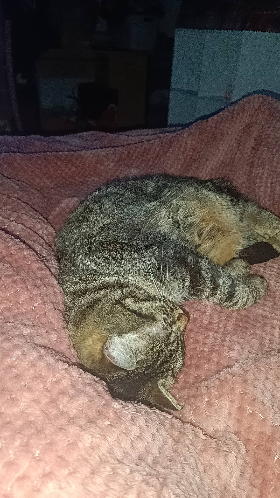 Boo a rejoint le concours — aidez-le/la à gagner de superbes lots ! art, cat, claw, comfort, felidae, fur, iguania, marsupial, nap, paw, reptile, sleep, small_to_medium_sized_cats, snout, soil, tail, terrestrial_animal, whiskers, wildlife, wood