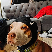Jr is registered to the contest to win money with this photo: animal, black_headcover, brown_and_white, canine, carpet, casual, closeup, collar, couch, dog, floor, fur, furniture, household, indoor, nike, pet, portrait, red_clothing, sneakers