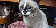 Sissy joined the competition — help win amazing prizes! kitten, cat, siamese, blue_eyes, whiskers, wooden_furniture, woven_mat, indoor, person, table, chair, pet, curious, feline, cozy, domestic, animal, cute, companion, household