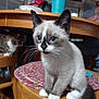 kitten, cat, siamese, blue_eyes, whiskers, wooden_furniture, woven_mat, indoor, person, table, chair, pet, curious, feline, cozy, domestic, animal, cute, companion, household