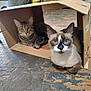 Sissy is registered to the contest to win money with this photo: cat, tabby_cat, siamese_cat, cardboard_box, floor, wooden_floor, indoor, pet, animal, feline, curious, resting, two_animals, domestic_cat, whiskers, blue_eyes, striped, cute, companions, household