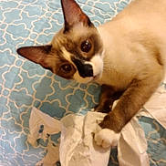 Sissy is registered to the contest to win money with this photo: cat, siamese_cat, toilet_paper, bedspread, blue, pattern, pet, animal, indoor, curious, playful, paw, fur, whiskers, mischievous, wide_eyes, shredded_paper, close_up, domestic_cat, chewing