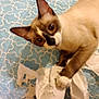 cat, siamese_cat, toilet_paper, bedspread, blue, pattern, pet, animal, indoor, curious, playful, paw, fur, whiskers, mischievous, wide_eyes, shredded_paper, close_up, domestic_cat, chewing