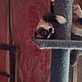 Sissy joined the competition — help win amazing prizes! cat, black_and_white, cat_tree, upside_down, whiskers, climbing, indoor, pet, feline, curious, playful, carpeted, insulation, wall, wooden_beam, paw, close_up, animal, household, resting