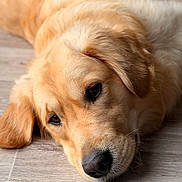 Vini participe au concours pour gagner de l'argent avec cette photo : animal, canine, close_up, cute, dog, domestic_animal, ears, floor, fur, golden_retriever, head, indoor, lying_down, mammal, nose, pet, portrait, resting, sleepy, snout