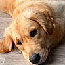 animal, canine, close_up, cute, dog, domestic_animal, ears, floor, fur, golden_retriever, head, indoor, lying_down, mammal, nose, pet, portrait, resting, sleepy, snout