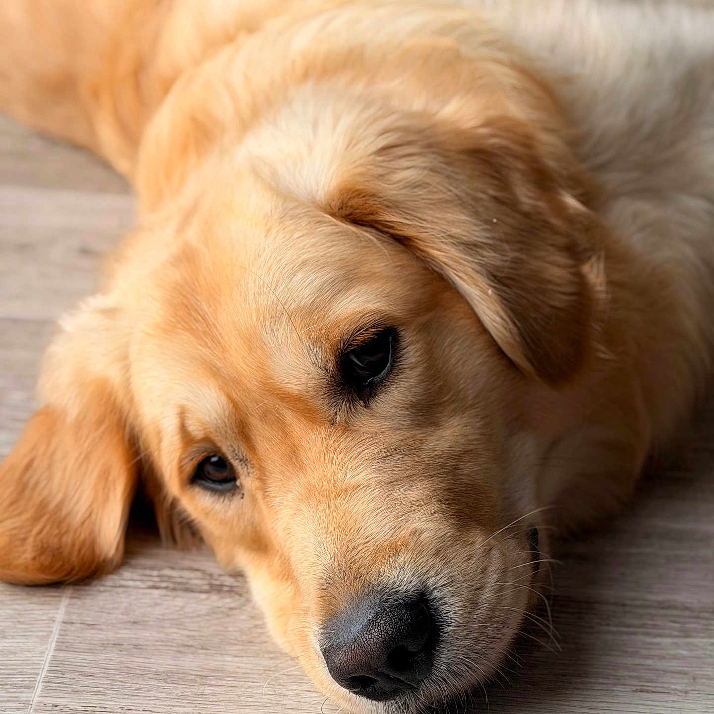 Vini participe au concours pour gagner de l'argent avec cette photo : animal, canine, close_up, cute, dog, domestic_animal, ears, floor, fur, golden_retriever, head, indoor, lying_down, mammal, nose, pet, portrait, resting, sleepy, snout