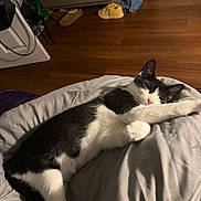 Spade joined the competition — help win amazing prizes! animal, bedroom, black_and_white_cat, blanket, cat, cozy, cute, domestic_animal, dresser, fur, indoor, nap, paw, pet, relaxation, resting, shoe, sleeping, wooden_floor, yellow_shoe