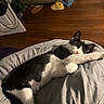 animal, bedroom, black_and_white_cat, blanket, cat, cozy, cute, domestic_animal, dresser, fur, indoor, nap, paw, pet, relaxation, resting, shoe, sleeping, wooden_floor, yellow_shoe