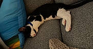 Spade is registered to the contest to win money with this photo: animal, black_and_white_cat, blue_pillow, cat, collar, couch, cozy, domestic_animal, feline, fur, gray_couch, indoor, knitted_blanket, nap, paw, pet, pillow, relaxation, resting, sleeping