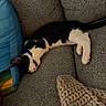 animal, black_and_white_cat, blue_pillow, cat, collar, couch, cozy, domestic_animal, feline, fur, gray_couch, indoor, knitted_blanket, nap, paw, pet, pillow, relaxation, resting, sleeping