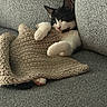 Spade is registered to the contest to win money with this photo: animal, black_and_white, blanket, cat, couch, cozy, cute, domestic_cat, fur, furniture, home, indoor, kitten, knit, paws, pet, relaxed, resting, sleepy, whiskers