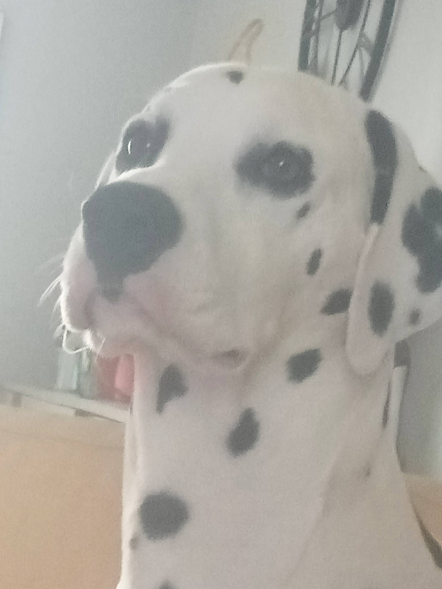 Snow a rejoint le concours — aidez-le/la à gagner de superbes lots ! canidae, carnivore, collar, companion_dog, dalmatian, dog, dog_breed, eye, fawn, fur, metal, no_expression, non_sporting_group, pattern, snout, sporting_group, terrestrial_animal, whiskers, white, working_animal