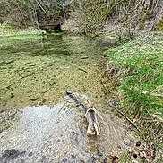 Crevette participe au concours pour gagner de l'argent avec cette photo : dog, water, pond, forest, trees, bridge, grass, moss, rocks, leaves, nature, outdoor, animal, canine, shallow_water, wading, exploration, collar, daytime, scenic