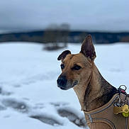 Cacahuète participe au concours pour gagner de l'argent avec cette photo : dog, snow, winter, outdoor, canine, pet, animal, harness, alert, ears_up, portrait, nature, cold, frosty, landscape, muzzle, fur, standing, background_blur, sky