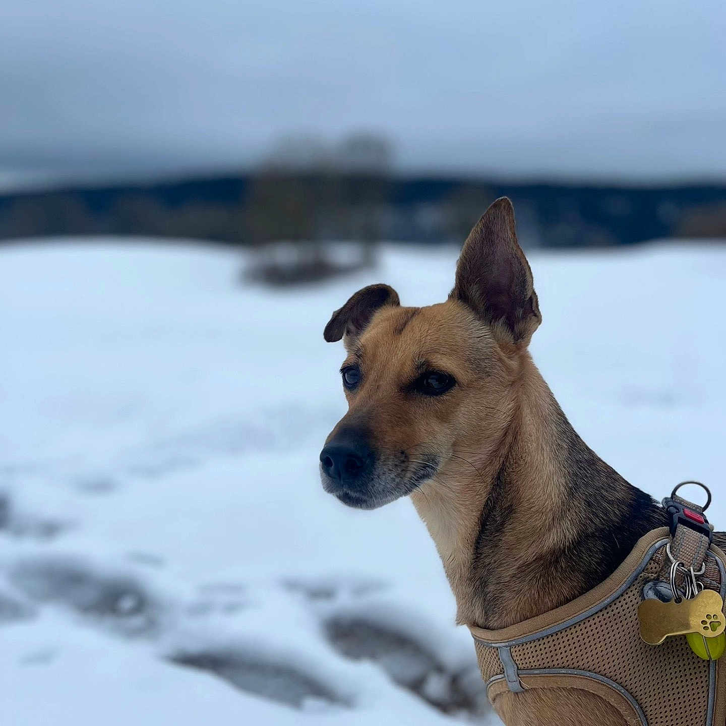 Cacahuète participe au concours pour gagner de l'argent avec cette photo : dog, snow, winter, outdoor, canine, pet, animal, harness, alert, ears_up, portrait, nature, cold, frosty, landscape, muzzle, fur, standing, background_blur, sky