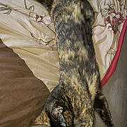 Unique joined the competition — help win amazing prizes! animal, bed, bedding, cat, comfort, cozy, cute, domestic, feline, floral_pattern, fur, indoor, paw, pet, relaxed, resting, sleeping, striped, tail, tortoiseshell