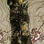 Unique is registered to the contest to win money with this photo: animal, bed, cat, comfort, cozy, cute, domestic_animal, embroidered_bedding, feline, fluffy, fur, indoor, lying_down, paws, pet, relaxed, resting, sleeping, tabby, whiskers