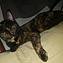 Unique is registered to the contest to win money with this photo: animal, bedpost, cat, close_up, cozy, curtain, domestic_cat, ears, eyes, feline, flash, fur_pattern, indoor, pet, pillow, relaxed, resting, sleepy, tortoiseshell_cat, whiskers