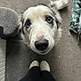 dog, close_up, blue_eyes, looking_up, indoors, carpet, shoes, pet, animal, cute, fur, whiskers, tail, toy, floor, black_pants, nose, ears, companion, friendly