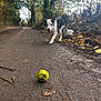 dog, tennis_ball, dirt_road, forest, trees, leaves, mud, outdoor, animal, pet, playful, nature, path, fall, canine, walking, daytime, fur, tail, collar