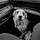 Dottie