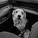 Dottie