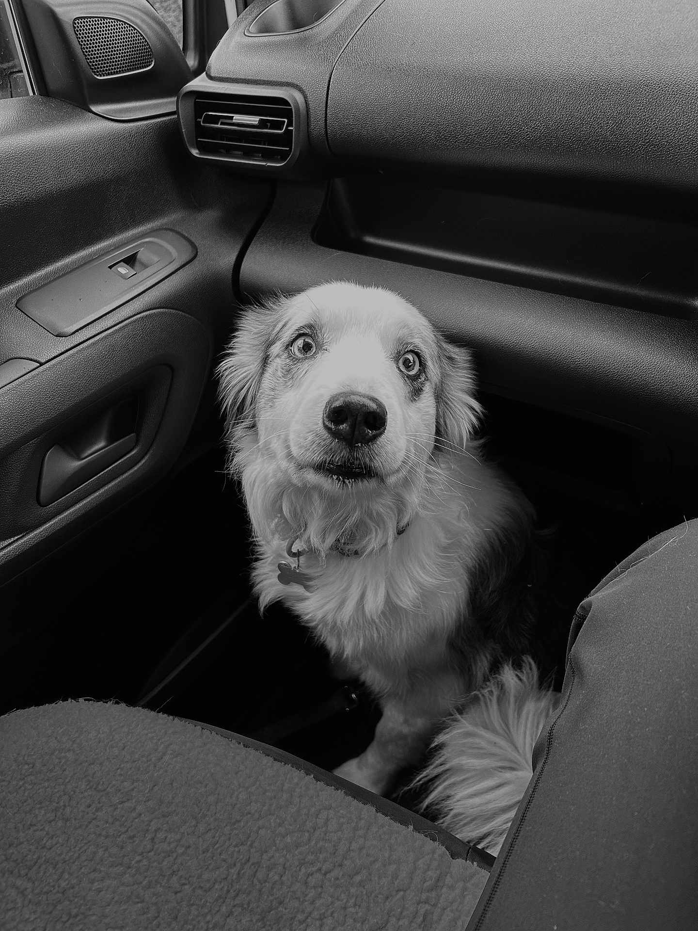 Dottie