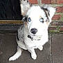 dog, puppy, blue_eyes, white_fur, black_fur, sitting, curious, brick_wall, door, collar, pet, animal, canine, outdoor, young_dog, fur, tail, pavement, looking_up, cute