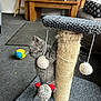 Willow is registered to the contest to win money with this photo: kitten, gray_cat, scratching_post, toy, carpet, indoor, furniture, curious, playful, pet, cute, animal, feline, living_room, floor, pencil, cushion, chair, wooden_table, pom_pom_toys