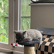 Willow joined the competition — help win amazing prizes! cat, kitten, sleeping, scratching_post, pom_poms, indoor, door, glass_door, greenery, plant, box, checkered, carpet, pet, feline, resting, cozy, home, toy, animal
