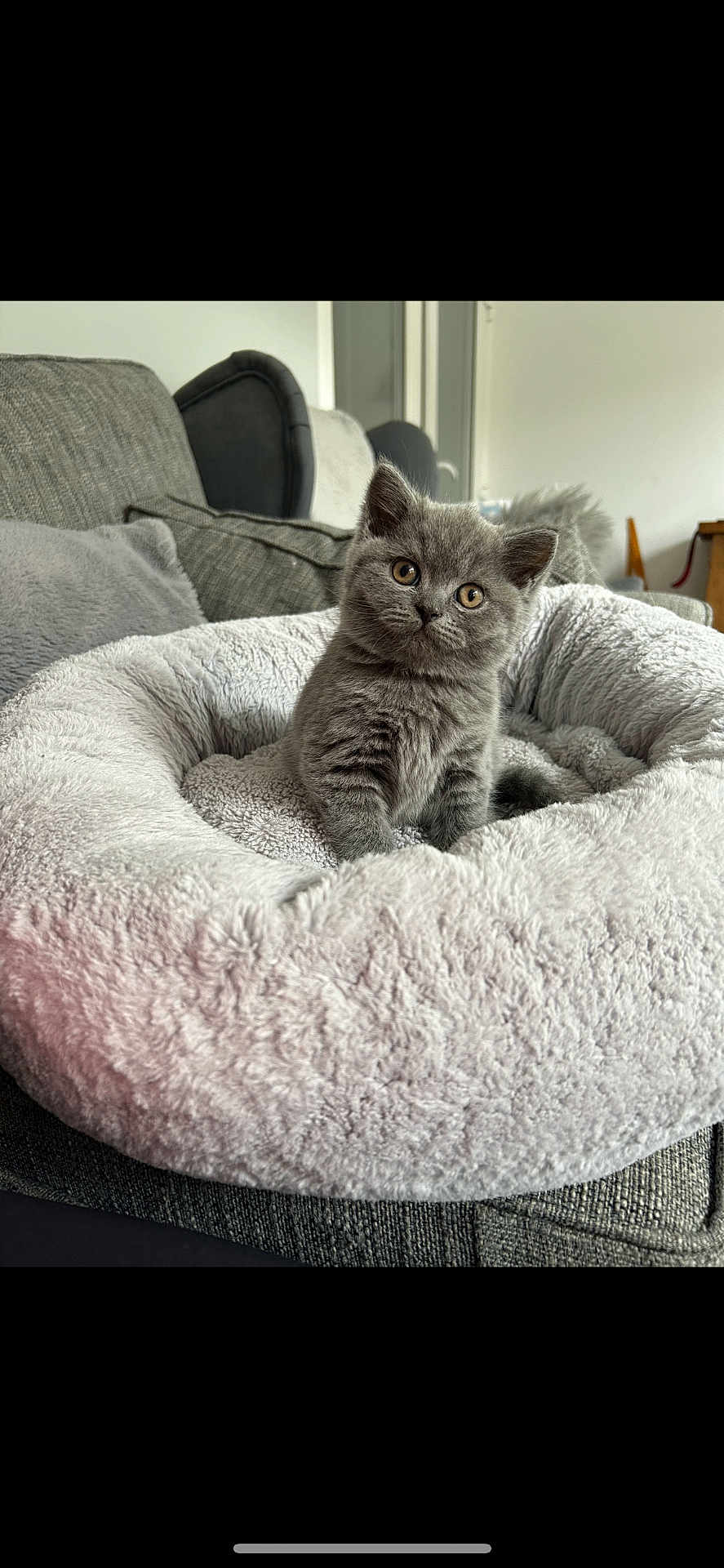 Willow joined the competition — help win amazing prizes! kitten, cat, gray_cat, pet_bed, plush_bed, cozy, couch, living_room, furniture, indoor, cute, fluffy, small_animal, domestic_cat, curious, sitting, soft_texture, home, animal, young_cat