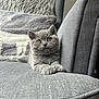 Willow is registered to the contest to win money with this photo: kitten, gray_cat, cat, feline, pet, cute, tongue_out, fluffy, fur, animal, indoor, home, armchair, furniture, pillow, cozy, resting, small, young, adorable