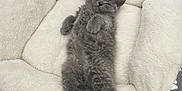 Willow joined the competition — help win amazing prizes! kitten, gray_cat, sleeping, pet_bed, cozy, fluffy, animal, cute, feline, indoor, resting, soft, comfort, small_pet, adorable, relaxed, fur, paw, domestic_cat, bed