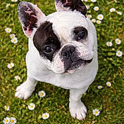 Chanel participe au concours pour gagner de l'argent avec cette photo : dog, french_bulldog, grass, daisies, outdoor, pet, cute, animal, white, black_patch, ears, portrait, looking_up, nature, spring, green, small_dog, fur, canine, adorable