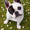 dog, french_bulldog, grass, daisies, outdoor, pet, cute, animal, white, black_patch, ears, portrait, looking_up, nature, spring, green, small_dog, fur, canine, adorable