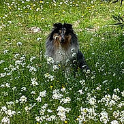 Scooby a rejoint le concours — aidez-le/la à gagner de superbes lots ! dog, flowers, wildflowers, greenery, grass, outdoor, nature, animal, pet, fur, field, happy, sitting, spring, summer, canine, plant, leaf, bush, sunlight