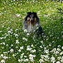 dog, flowers, wildflowers, greenery, grass, outdoor, nature, animal, pet, fur, field, happy, sitting, spring, summer, canine, plant, leaf, bush, sunlight
