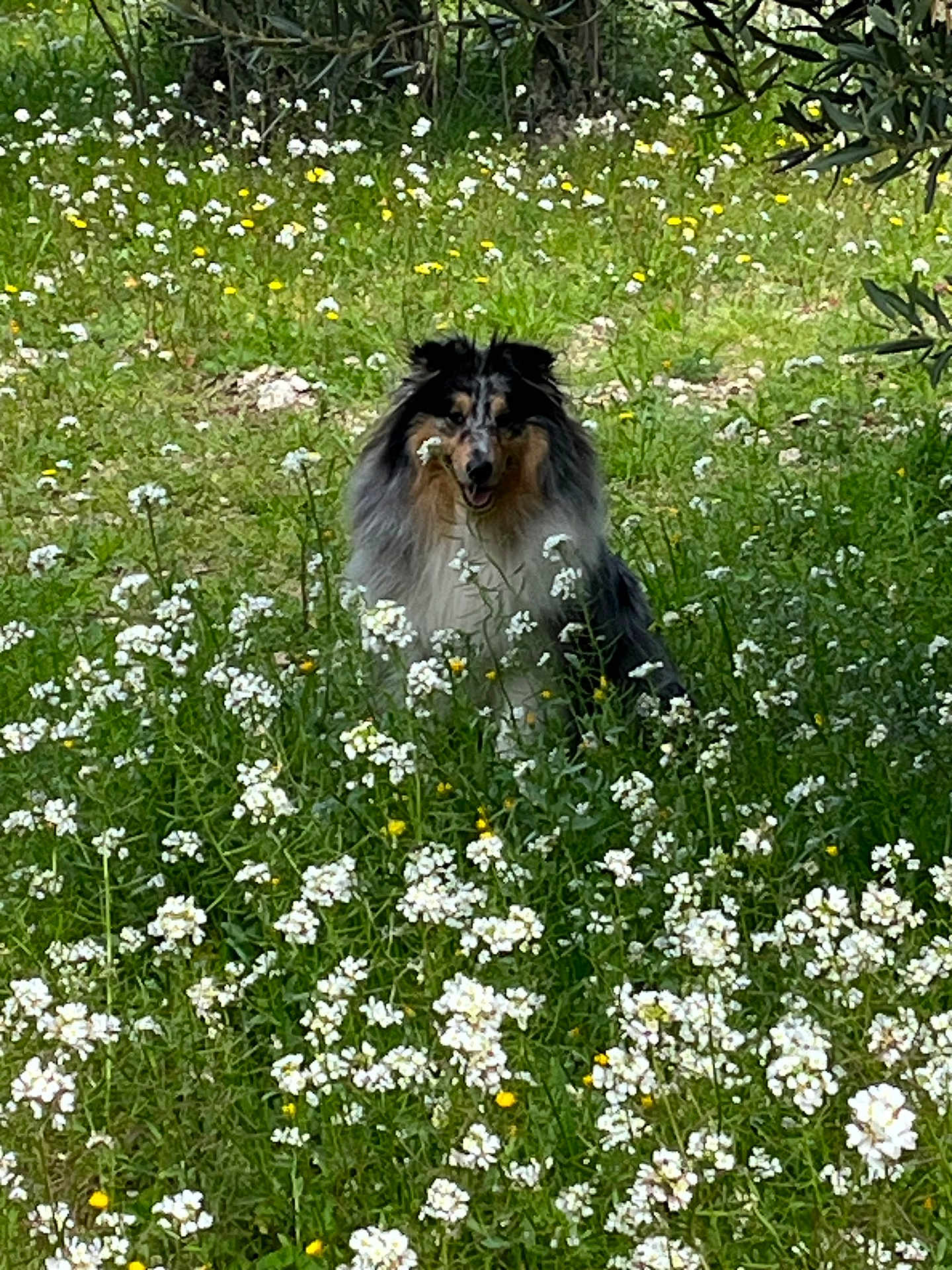 Scooby a rejoint le concours — aidez-le/la à gagner de superbes lots ! dog, flowers, wildflowers, greenery, grass, outdoor, nature, animal, pet, fur, field, happy, sitting, spring, summer, canine, plant, leaf, bush, sunlight