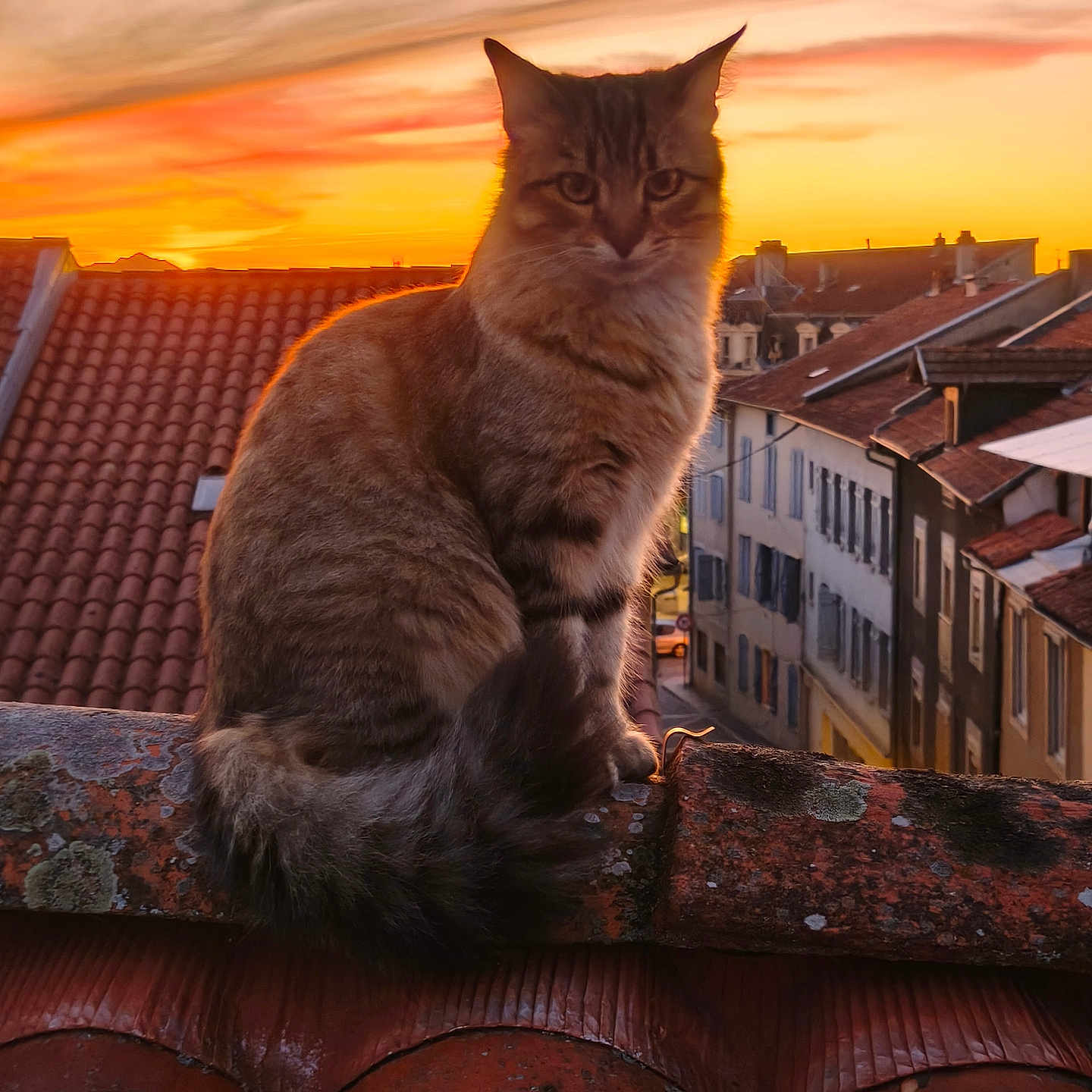 Ninjcha participe au concours pour gagner de l'argent avec cette photo : cat, feline, fluffy, tabby, sitting, rooftop, terracotta, tiles, sunset, golden_hour, sky, clouds, cityscape, buildings, architecture, urban, silhouette, outdoors, portrait, scenic
