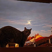 Ninjcha a rejoint le concours — aidez-le/la à gagner de superbes lots ! cat, tabby_cat, feline, pet, animal, rooftop, roof, cityscape, village, houses, red_roofs, moon, evening, sunset, twilight, sky, clouds, silhouette, outdoor, architecture
